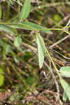 White moneywort